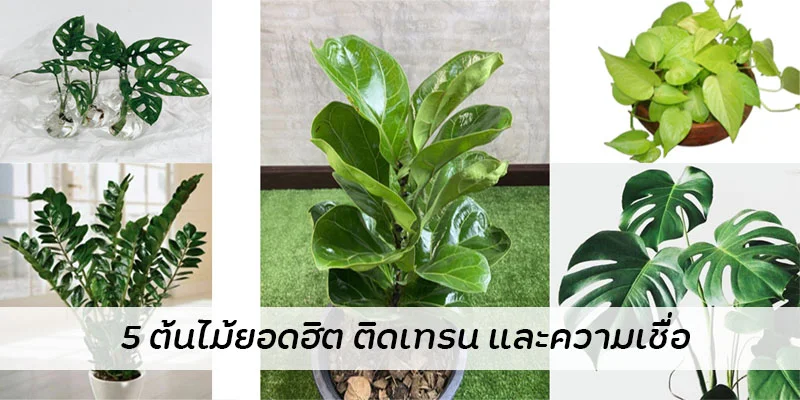 5ต้นไม้ยอดฮิต ติดเทรน และความเชื่อ-pussy888